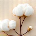 Logo eller symbol for en økologisk tekstilprodusent